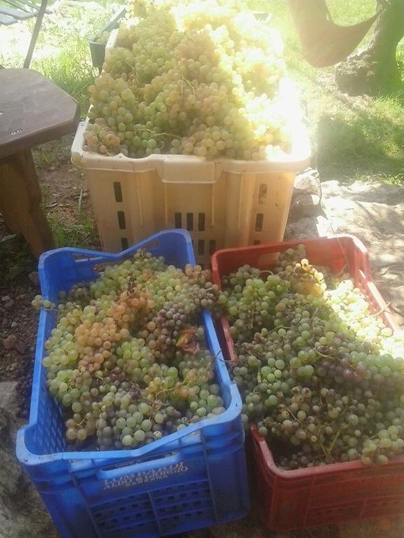La Fattoria Di Nonna Eugenia Bed & Breakfast Lerici Eksteriør bilde